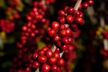 BRAZIL Leda Silva 3 Pines Farm ESPRESSO