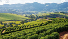 BRAZIL Leda Silva 3 Pines Farm ESPRESSO