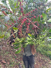 ETHIOPIA Guji Alaka FILTER