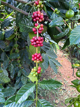 INDONESIA Bali Kintamani Karana FILTER
