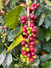 INDONESIA Bali Kintamani Karana FILTER