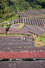 ETHIOPIA Gara Agena FILTER