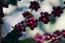 HONDURAS Marcala Community ESPRESSO