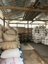 INDONESIA Sulawesi Yolan Tirta - Typica | LIMITED EDITION