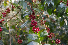ETHIOPIA Yirgacheffe Xinoo ESPRESSO