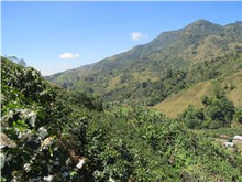 COSTA RICA Coopetarrazu Tirra FILTER