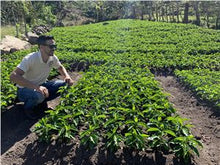 COSTA RICA Coopetarrazu Tirra FILTER