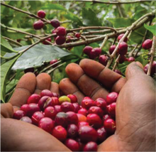 ETHIOPIA Yirgacheffe Gedeb FILTER